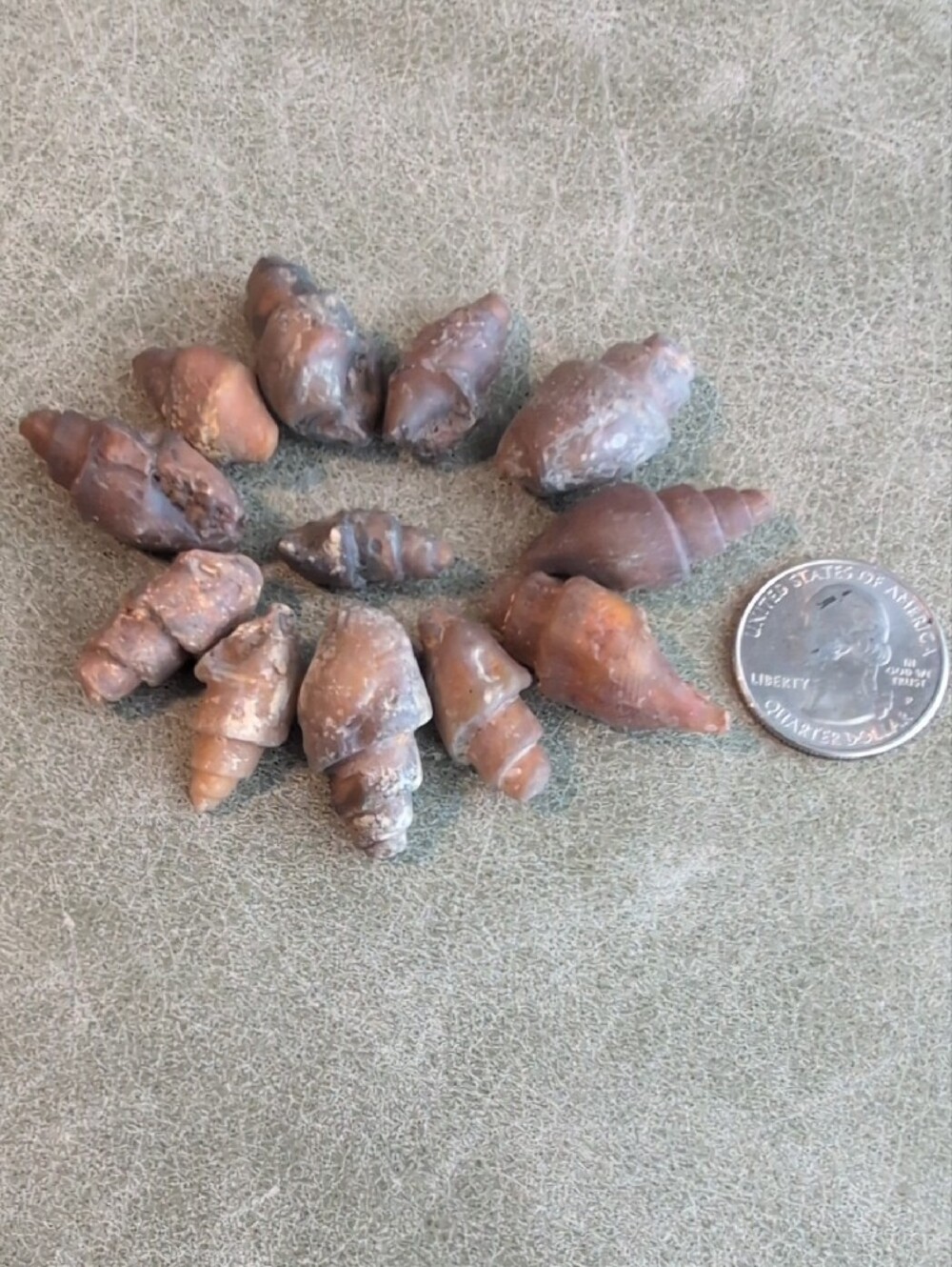 One Dozen Carnelian Fossil Shells - Picture 2 of 3